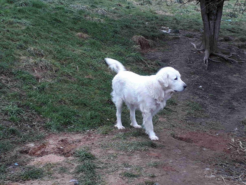 Inuschka De kaillhanes