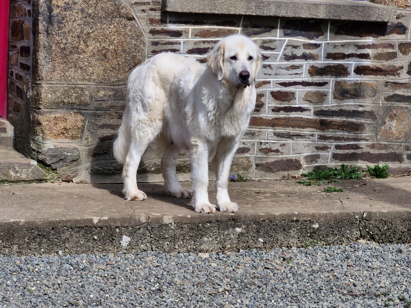 OFELIA De kaillhanes