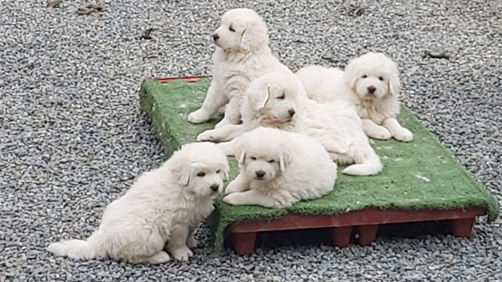 De kaillhanes - Chiots disponibles - Berger de Podhale - Tatra