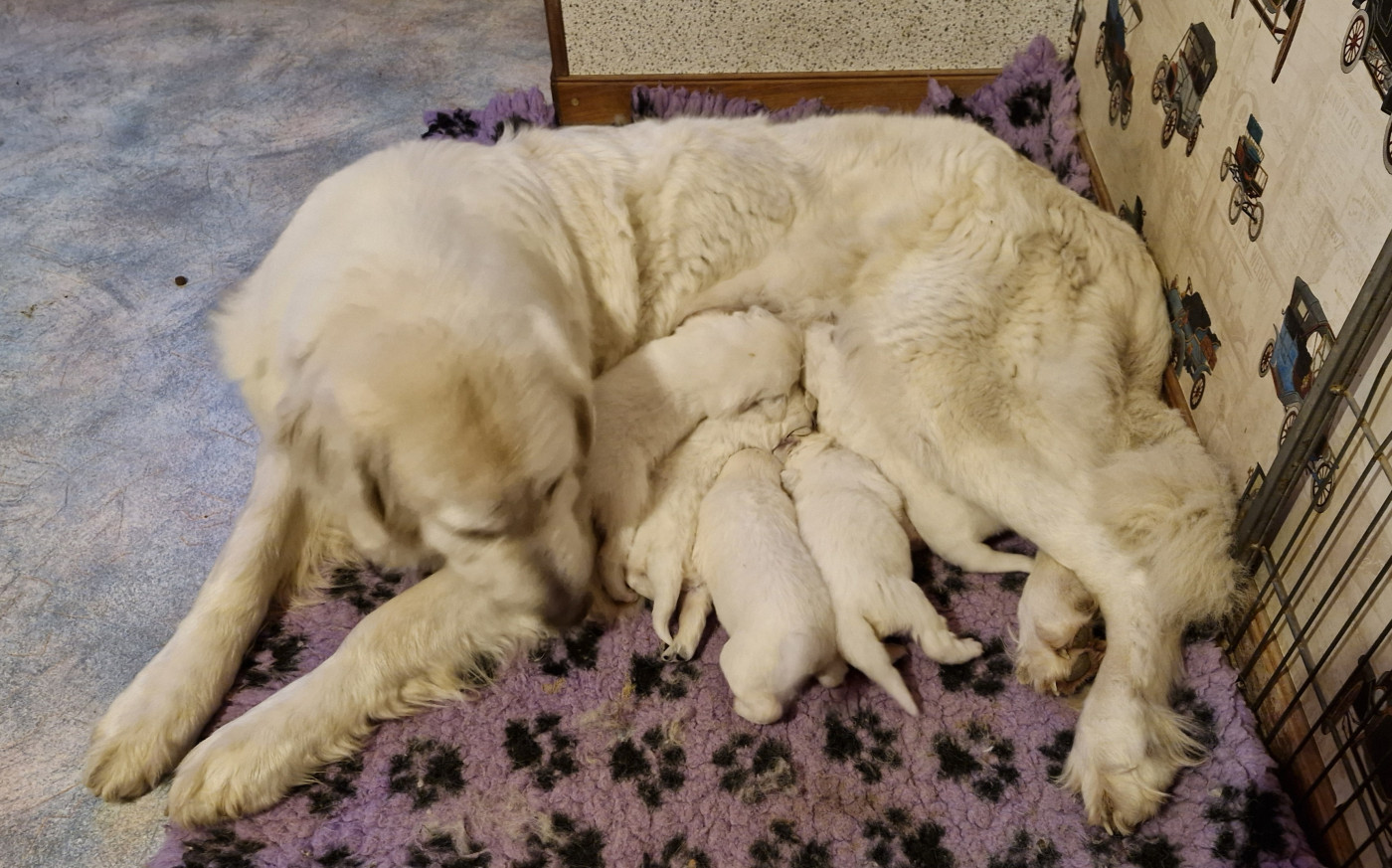 De kaillhanes - Chiots disponibles - Berger de Podhale - Tatra