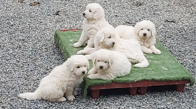 CHIOT 4
